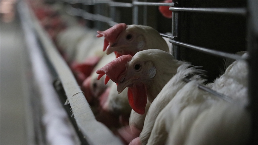 Kuş gribi salgınının arttığı Almanya’da 180 binden fazla kümes hayvanı itlaf edildi