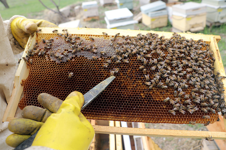 Hollanda’da kundaklanan 10 kovandaki yaklaşık yarım milyon arı telef oldu