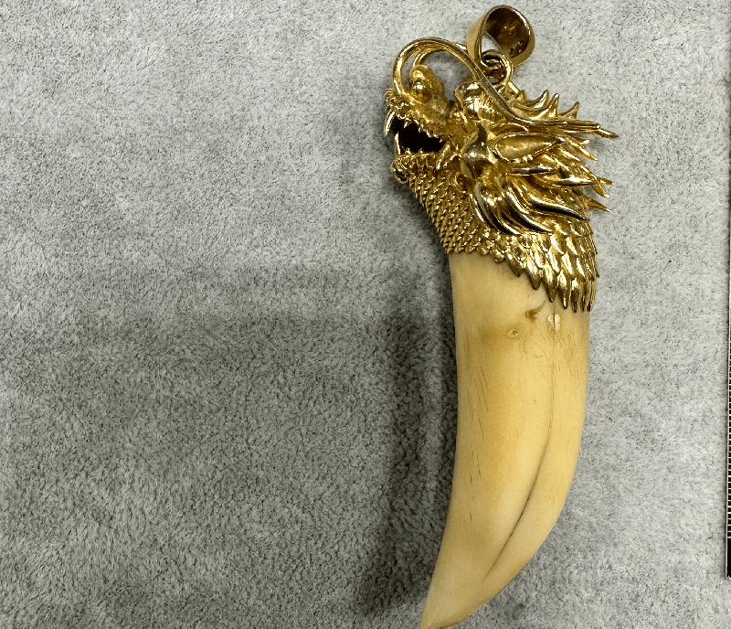 Havaalanında kaplan dişli altın kolye operasyonu