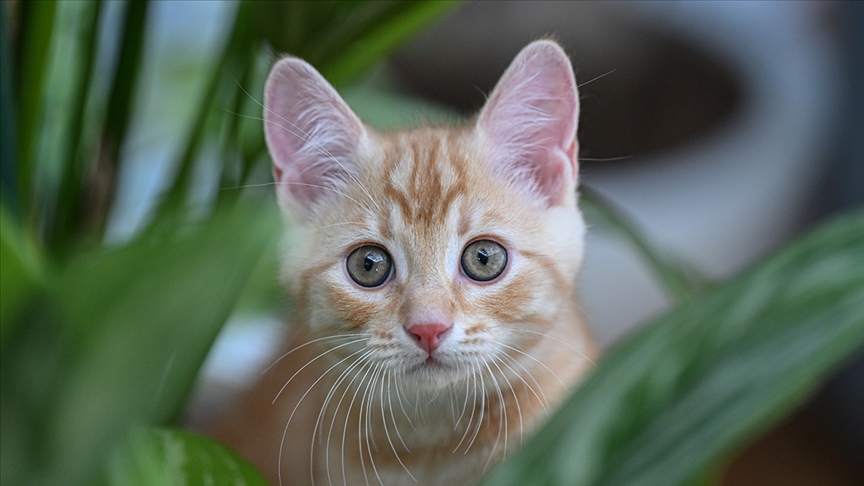 Yeni bulgular, kedilerin insanlarla ilişkisinin sanılandan daha geç başladığına işaret ediyor