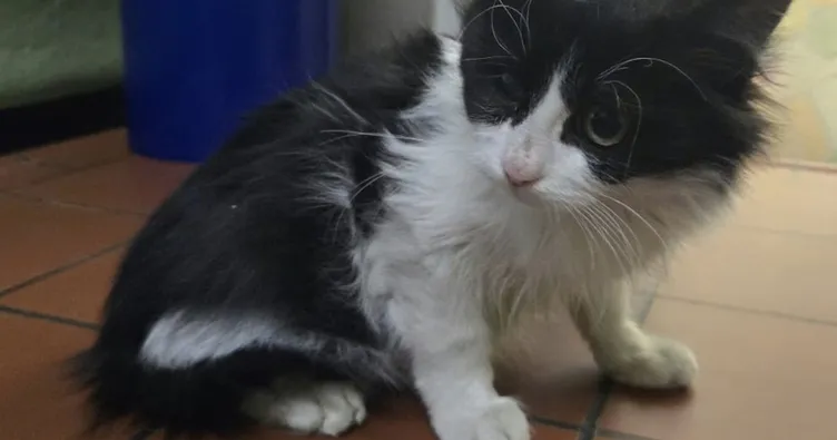 TIR’la bir haftada Türkiye’den Almanya’ya geldi