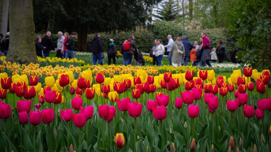 HOLLANDA’DA LALE ZAMANI BAŞLARKEN, KEUKENHOF KAPILARINI 77. KEZ ZİYARETÇİLERE AÇTI