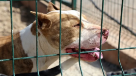 pitbull