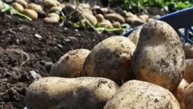 patates