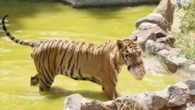 puma